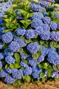 Hydrangea m. 'Benelux' 25-30 cm cont. 3,0L - afbeelding 2