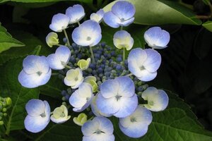 Hydrangea m. 'Bläuling' 25-30 cm cont. 3,0L