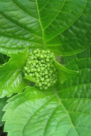 Hydrangea m. 'Blaumeise' 25-30 cm cont. 3,0L - afbeelding 1