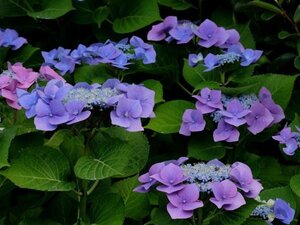 Hydrangea m. 'Blaumeise' 25-30 cm cont. 3,0L - afbeelding 3