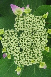 Hydrangea m. 'Blaumeise' 25-30 cm cont. 3,0L - afbeelding 4
