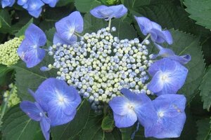 Hydrangea m. 'Blaumeise' 25-30 cm cont. 3,0L - afbeelding 5
