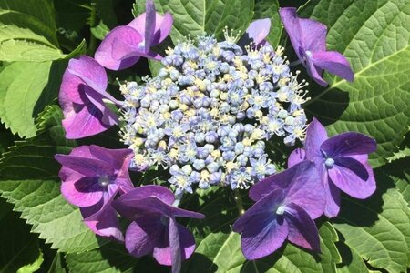 Hydrangea m. 'Blaumeise' 25-30 cm cont. 3,0L - image 2
