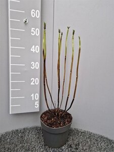 Hydrangea m. 'Blaumeise' geen maat specificatie cont. 3,0L