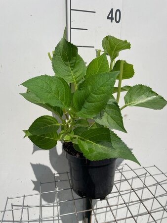 Hydrangea m. 'Blaumeise' BLAUW geen maat specificatie cont. 3,0L - afbeelding 1