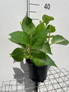 Hydrangea m. 'Blaumeise' BLAUW geen maat specificatie cont. 3,0L