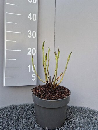 Hydrangea m. 'Bodensee' geen maat specificatie cont. 3,0L