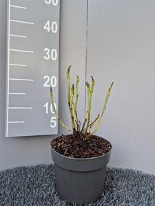 Hydrangea m. 'Bodensee' geen maat specificatie cont. 3,0L