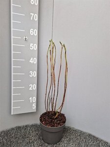 Hydrangea m. 'Bouquet Rose' geen maat specificatie cont. 3,0L