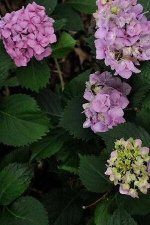 Hydrangea m. 'Carmen' 25-30 cm cont. 3,0L