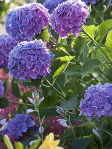 Hydrangea m. Côte d' Azur 25-30 cm cont. 3,0L