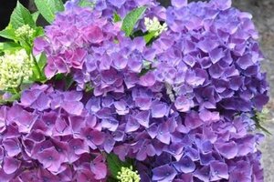 Hydrangea m. Côte d' Azur 25-30 cm cont. 3,0L - afbeelding 2