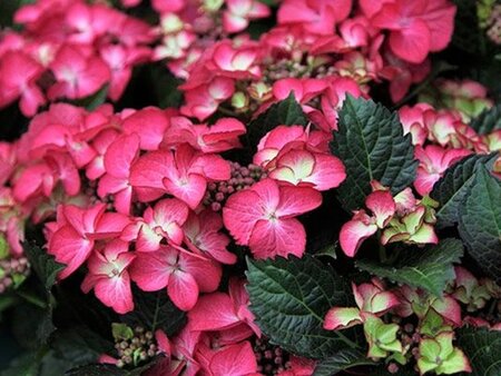 Hydrangea m. 'Dark Angel' 25-30 cm cont. 3,0L - afbeelding 1