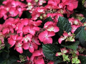 Hydrangea m. 'Dark Angel' 25-30 cm cont. 3,0L