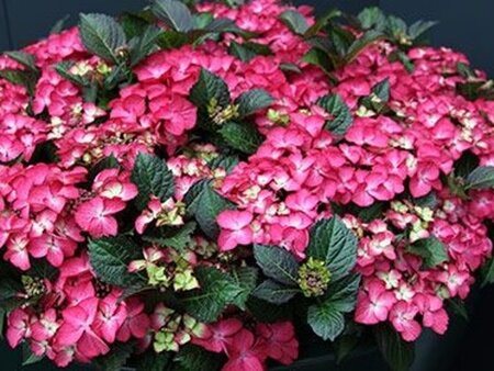 Hydrangea m. 'Dark Angel' 25-30 cm cont. 3,0L - afbeelding 2
