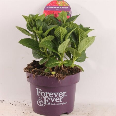 Hydrangea m. Forever & Ever Red geen maat specificatie cont. 5,0L