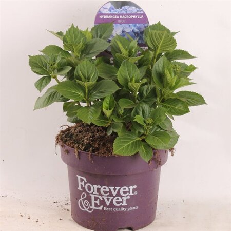 Hydrangea m. Forever & Ever Blue geen maat specificatie cont. 5,0L