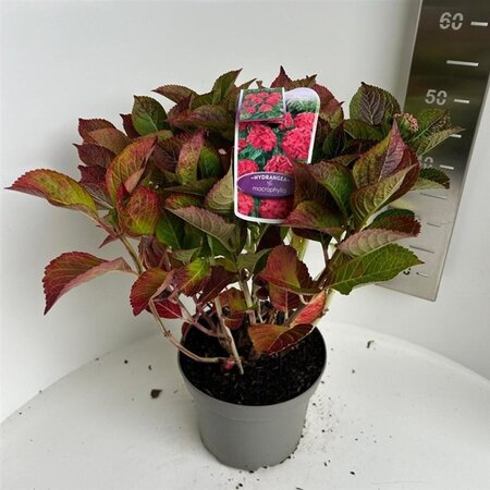 Hydrangea m. Frisbee Hot Pink 40-50 cm cont. 5,0L - afbeelding 2