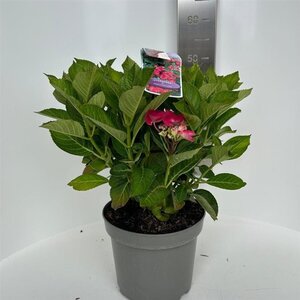 Hydrangea m. Frisbee Hot Pink 40-50 cm cont. 5,0L - afbeelding 2