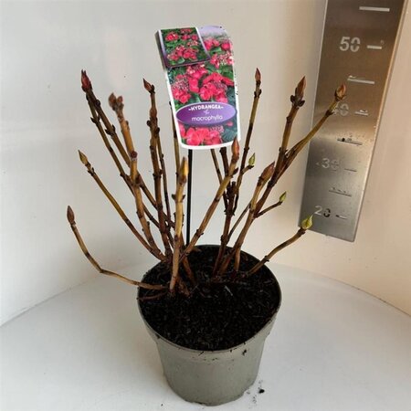 Hydrangea m. Frisbee Hot Pink 40-50 cm cont. 5,0L - afbeelding 1