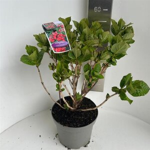 Hydrangea m. Frisbee Hot Pink 40-50 cm cont. 5,0L - afbeelding 3