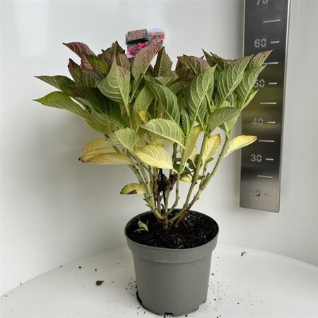 Hydrangea m. Frisbee Hot Pink 40-50 cm cont. 5,0L - afbeelding 3