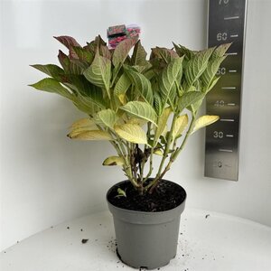 Hydrangea m. Frisbee Hot Pink 40-50 cm cont. 5,0L - afbeelding 3