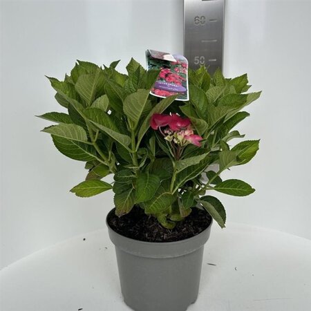 Hydrangea m. Frisbee Hot Pink 40-50 cm cont. 5,0L - afbeelding 1