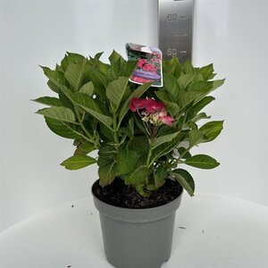 Hydrangea m. Frisbee Hot Pink 40-50 cm cont. 5,0L
