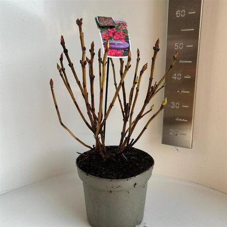 Hydrangea m. Frisbee Hot Pink 40-50 cm cont. 5,0L - afbeelding 2