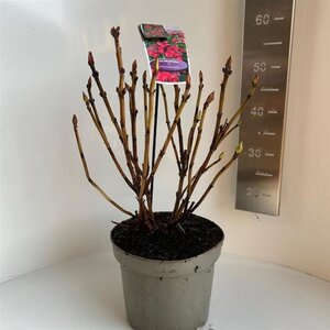 Hydrangea m. Frisbee Hot Pink 40-50 cm cont. 5,0L - afbeelding 2