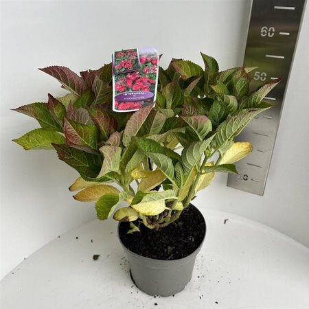Hydrangea m. Frisbee Hot Pink 40-50 cm cont. 5,0L - afbeelding 4