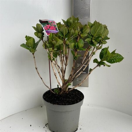 Hydrangea m. Frisbee Hot Pink 40-50 cm cont. 5,0L - afbeelding 4