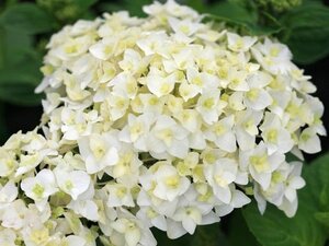 Hydrangea m. 'First White' 25-30 cm cont. 3,0L