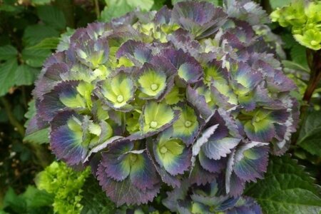 Hydrangea m. Gemini 25-30 cm cont. 3,0L