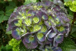 Hydrangea m. Gemini 25-30 cm cont. 3,0L