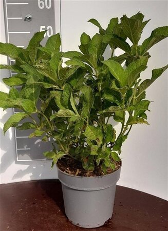Hydrangea m. 'Leuchtfeuer' geen maat specificatie cont. 5,0L