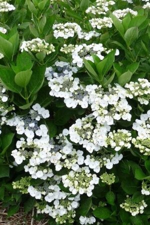 Hydrangea m. 'Libelle' 25-30 cm cont. 3,0L - image 3