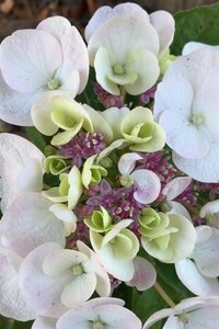 Hydrangea m. 'Libelle' 25-30 cm cont. 7,5L
