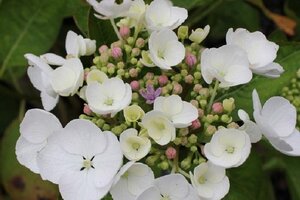 Hydrangea m. 'Libelle' 25-30 cm cont. 7,5L - afbeelding 2