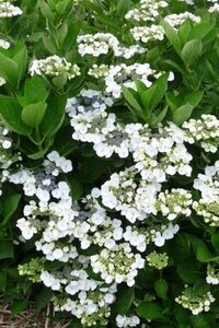 Hydrangea m. 'Libelle' 25-30 cm cont. 7,5L - afbeelding 3