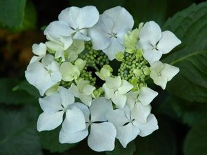 Hydrangea m. 'Lanarth White' 25-30 cm cont. 7,5L