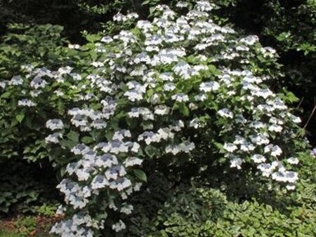 Hydrangea m. 'Lanarth White' 25-30 cm cont. 7,5L - afbeelding 2