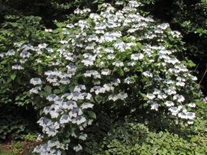 Hydrangea m. 'Lanarth White' 25-30 cm cont. 7,5L - afbeelding 2