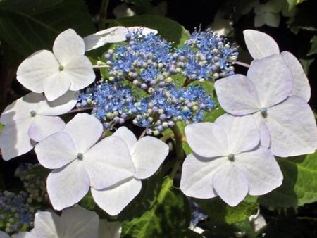 Hydrangea m. 'Lanarth White' 25-30 cm cont. 7,5L - afbeelding 3