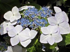 Hydrangea m. 'Lanarth White' 25-30 cm cont. 7,5L - afbeelding 3