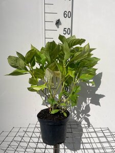 Hydrangea m. 'Lanarth White' geen maat specificatie cont. 3,0L