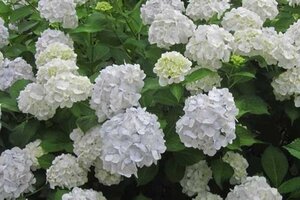 Hydrangea m. 'Mad. Emile Mouillère' 25-30 cm cont. 5,0L