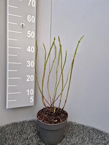 Hydrangea m. 'Mad. Emile Mouillère' geen maat specificatie cont. 3,0L