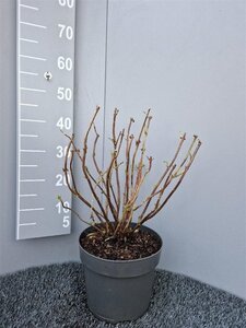 Hydrangea m. 'Mad. Emile Mouillère' geen maat specificatie cont. 7,5L
